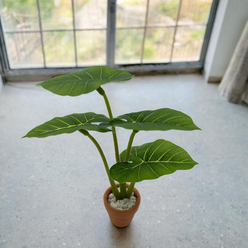 1Pcs Dollhouse Philodendron Mi - Home Decor Garden 评论和价格